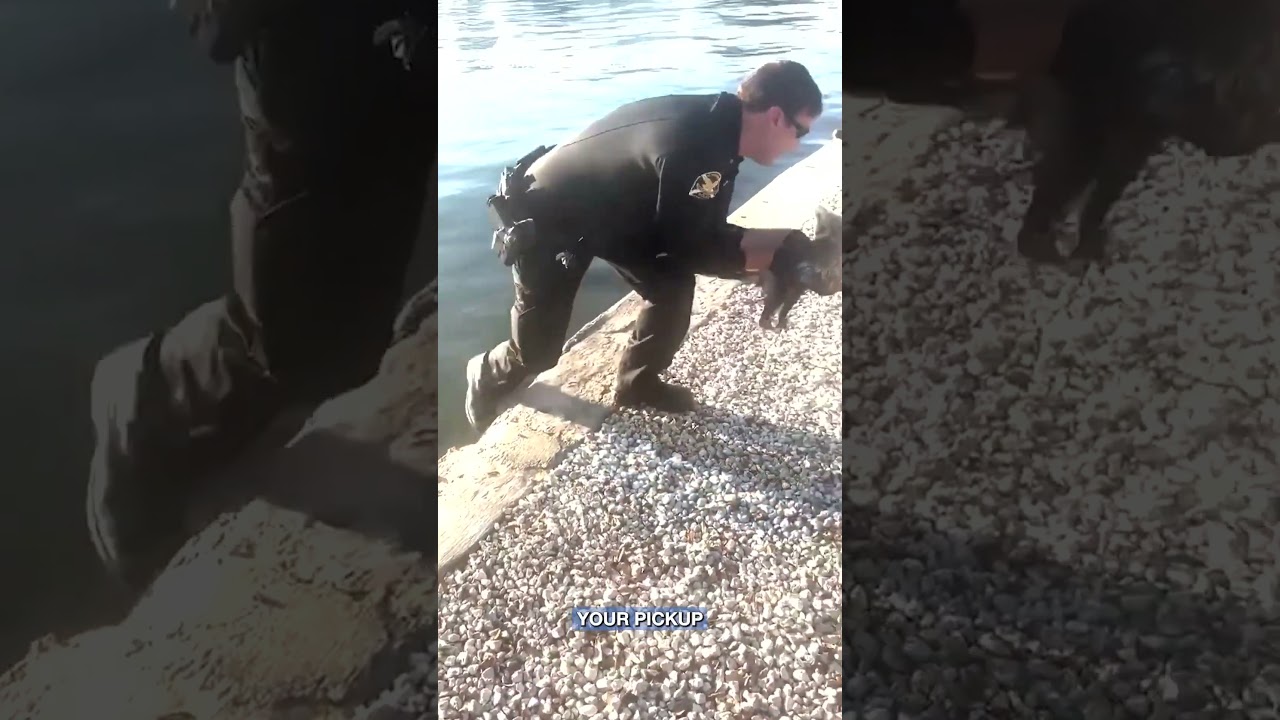 St. Pete Police Rescue Distressed Opossum From Ledge