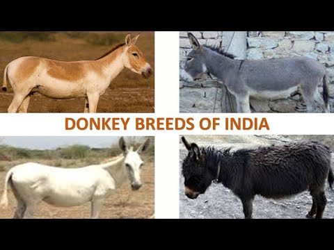Donkey Breed Video