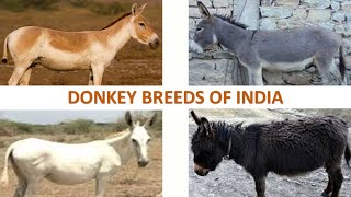 Donkey Breeds of India 🐴 🇮🇳 | Livestock | Indian Animals