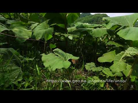 シロオビヒメヒカゲの飛翔　Coenonympha hero