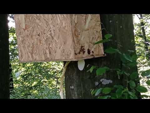 Useljene zamke za rojeve