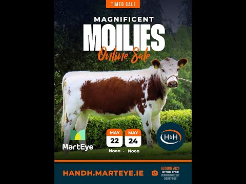 Pedigree Irish Moiled cows and heifers - Image 2