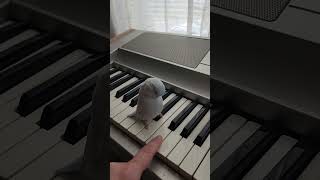 Music gives Stitchy the Wiggles