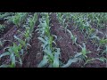Strategies for Implementing Cover Crops - An SFA ...