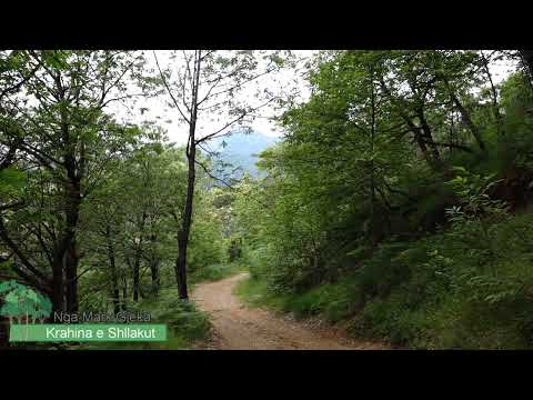 Periudha e lulëzimit të gështenjave në Shllak 🌳