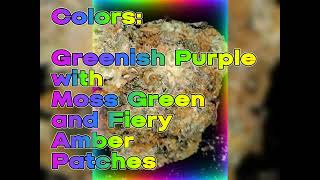 Gas Face (H) Strain Review-Budpedia