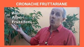 Anteprima video YouTube