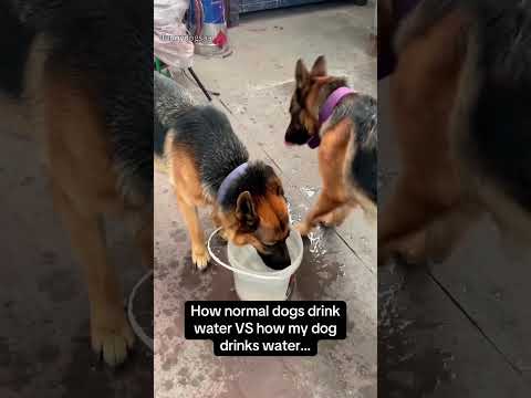 Funny and cute dogs compilation#funnydogs#cute#doglover#doglife#cure#dogshorts#pet#doglife#dogshorts