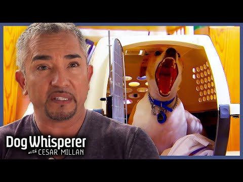 Dog’s Anxiety Is Pushing His Family To Their Breaking Point! | Dog Whisperer With Cesar Millan