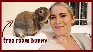 What Life with a Rabbit is REALLY Like