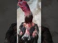 Begilah Jadinya Kalau Ketemu Ayam Pukul Badan ‍ ️ ‍ ️ ‍ ️ Ayam Ayampamaiq Ayampama Ayamp