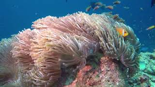 Potápění na Maledivách na Dharavandhoo a Fehendhoo