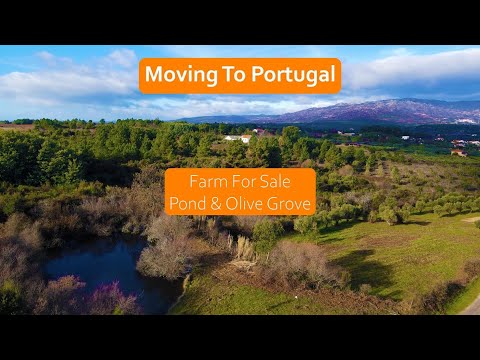 Farm With Large Pond & Olive Grove For Sale In Central Portugal - Fundao Off-Grid Property