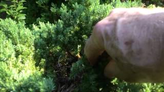 Baby birds nest in my garden