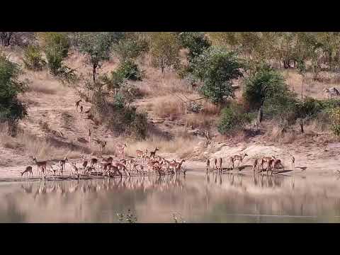 Djuma: Impala herd coming for a drink - 13:18 - 06/04/20