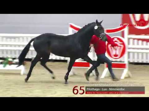 65  Pilothago - Lux - Nimmerdor