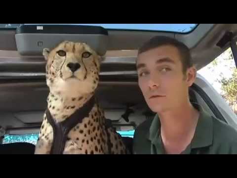 Rabbit hunting in Essex with a cheetah Rabbit hunting in Essex with a cheetah