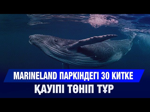 Marineland паркіндегі 30 китке қауіпі төніп тұр