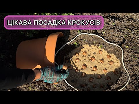 Як посадити крокуси оригінально. Коли і як садити крокуси