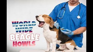 Beagles From All Over The World Bark And Howl In One Compilation!
