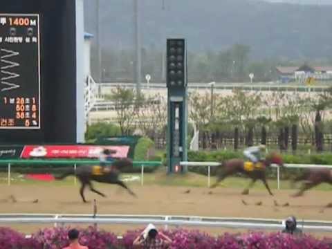 The Last Race of the Day at Busan Racecourse