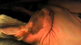 Axxis the Sphynx goes pop! while sleeping
