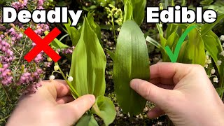 Lily of the Valley or Wild Garlic? How to tell the difference…