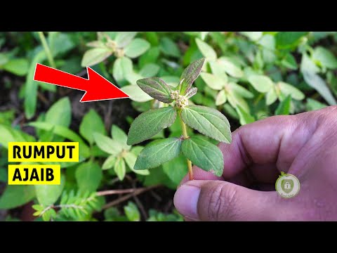 Bukan Sembarang Rumput! Ternyata Patikan Kebo Punya Banyak Khasiatnya