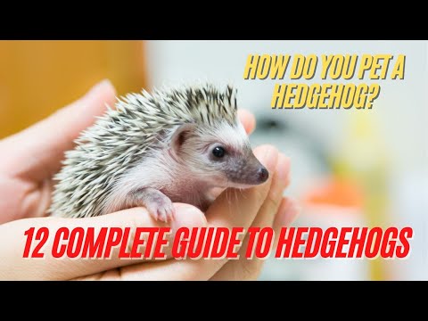 , title : 'Hedgehog | How Do You Pet a Hedgehog - 12 Complete Guide to Hedgehogs | Hedgehog Care Tips'