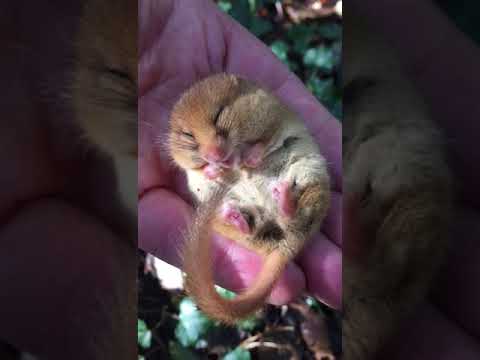 Snoring Dormouse (Snoremouse!)