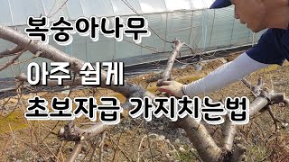 복숭아나무 가지치기 초보자급  누구나 쉽게 전지a peach pruning