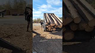 Dumping Logs Out Of Dump Trailer! #treelife #shorts #arborist #treeservice #dumptrailer #dump #fyp