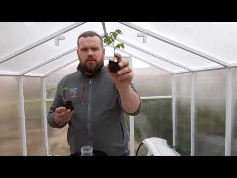 Głębokie, wczesne sadzenie POMIDORÓW *mały eksperyment*