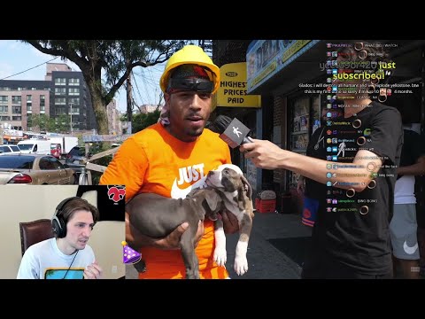 xQc Reacts to Sidetalk Videos and Can't Stop Laughing