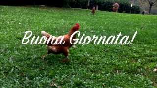 Taste of Italy: Buon Giorno or Good Morning from the Free Range Hens at our Farm (Episode 1 )