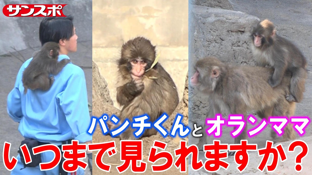 【パンチくん】群れ入れから2カ月…〝オランママ離れ〟の予想を聞いてみた