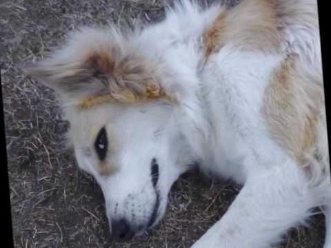 Aneesa's Dog Days of Summer 2016