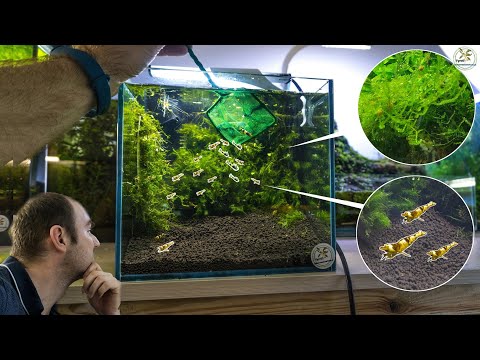 14l krewetkarium zakładanie krok po kroku.