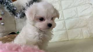 マルチーズの動画01