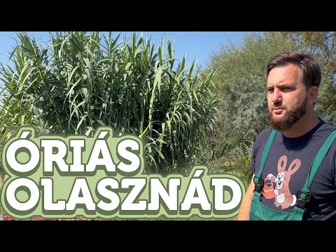 Óriás olasznád | Arundo donax