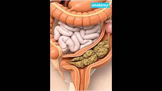 Download lagu This Is What Happens When You Don’t Poop for Days #anatomy #digestivesystem mp3 Download lagu This Is What Happens When You Don’t Poop for Days #anatomy #digestivesystem mp3