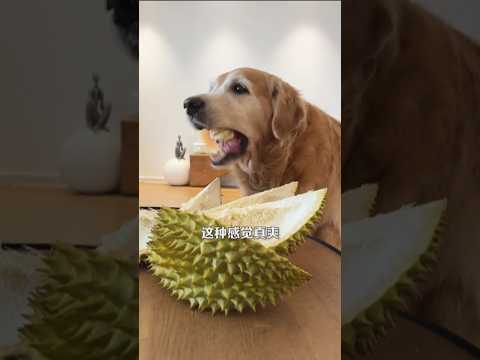 दांत में फंसा कटहल 🤣 Viral Gadgets, Smart Appliances, Kitchen Utensils/ Home Inventions #shorts #dog