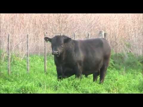 Cabaña San Roman - Remate 2012