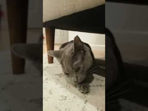 Bubbles the cat paw cleaning. Lick your pains away. Russian Blue.  Katze 貓 kucing قط Pls Subscribe.