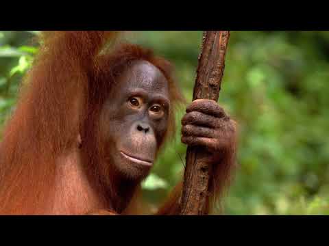 download lagu mp3 mp4 Nuttelex Coconut Oil, download lagu Nuttelex Coconut Oil gratis, unduh video klip Nuttelex Coconut Oil