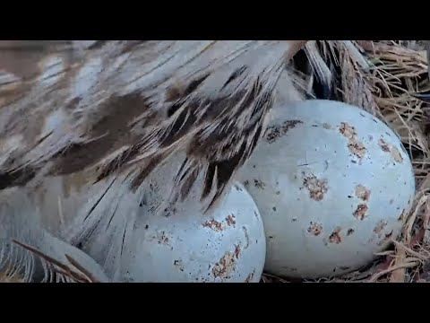 First Red-tailed Hawk Egg Starts Pipping At Cornell Hawks Nest! – April 24, 2024