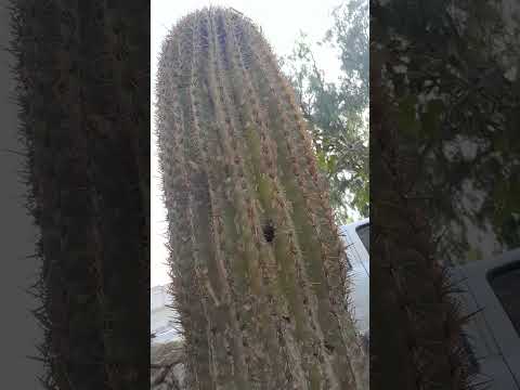 Cachi, Salta. #salta #norteño #noroeste #cardone #vida #nature #plantas #plants