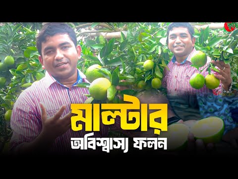 মাল্টার অবিশ্বাস্য ফলন