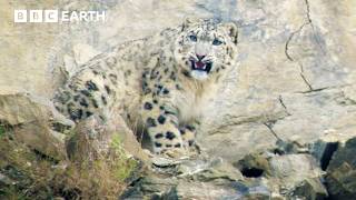 Snow Leopards Eye Up Village Livestock | Mountains: Life Above The Clouds | BBC Earth