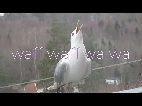 Gully the Common Gull "Fiskemåke" asking for Waffles! 😎